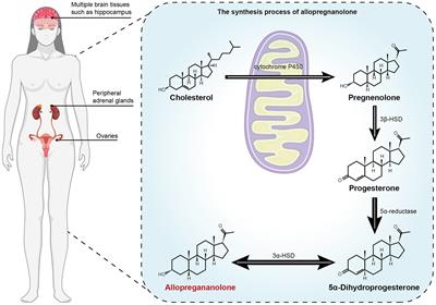 Role of allopregnanolone-mediated γ-aminobutyric acid A receptor sensitivity in the pathogenesis of premenstrual dysphoric disorder: Toward precise targets for translational medicine and drug development